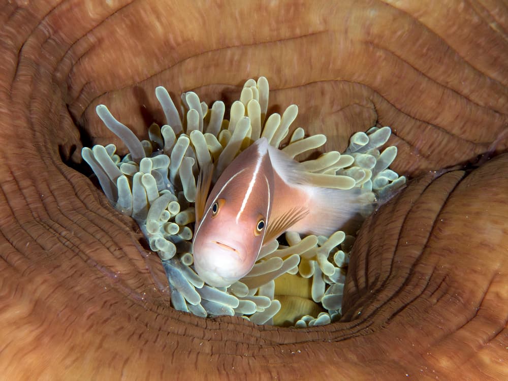 Pink Clownfish Anemone by Ilan Ben Tov — canvas wall art