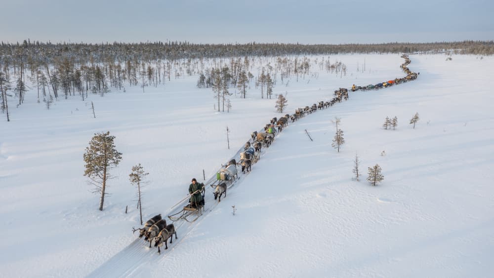 Reindeer Caravan In Winter by Marcel Rebro — canvas wall art