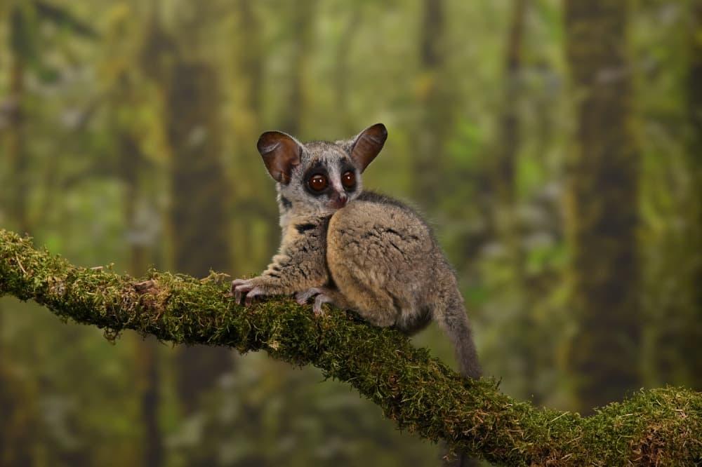 Small Bushbaby Mossy Branch by Ajar Setiadi — canvas wall art