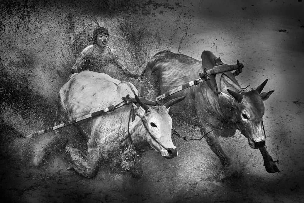 Oxen Race Splash by Angela Muliani Hartojo — canvas wall art