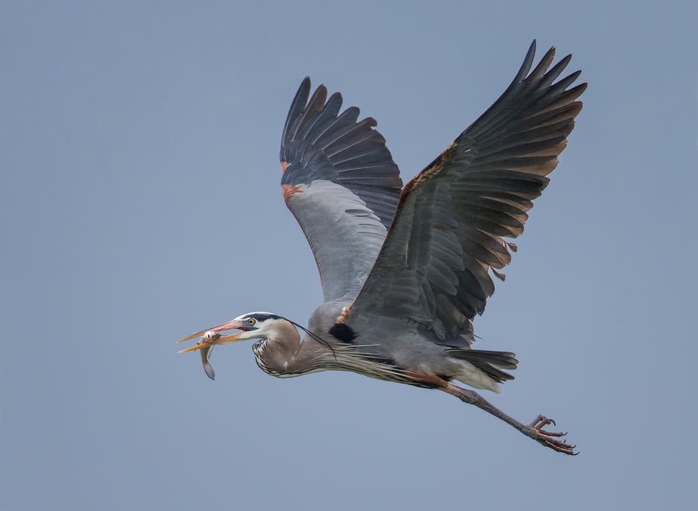 Great Blue Heron Catch by Greg Barsh — canvas wall art