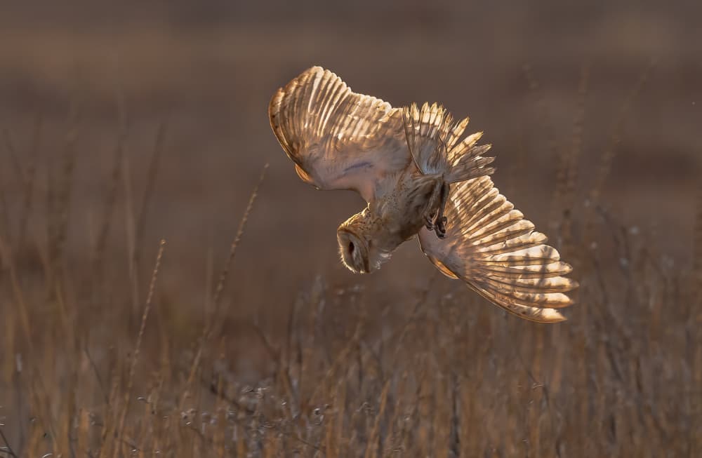 Golden Owl Dive by Johnson Huang — canvas wall art