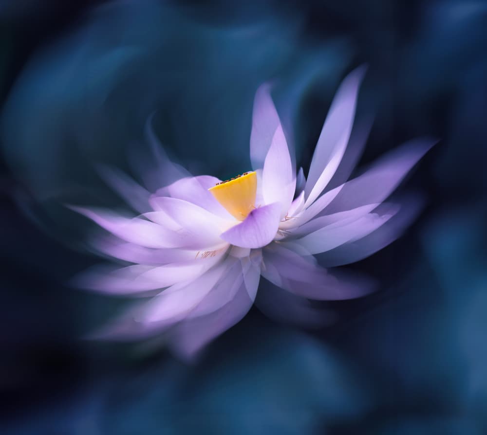 Dreamy Purple Lotus by Catherine Wang — canvas wall art