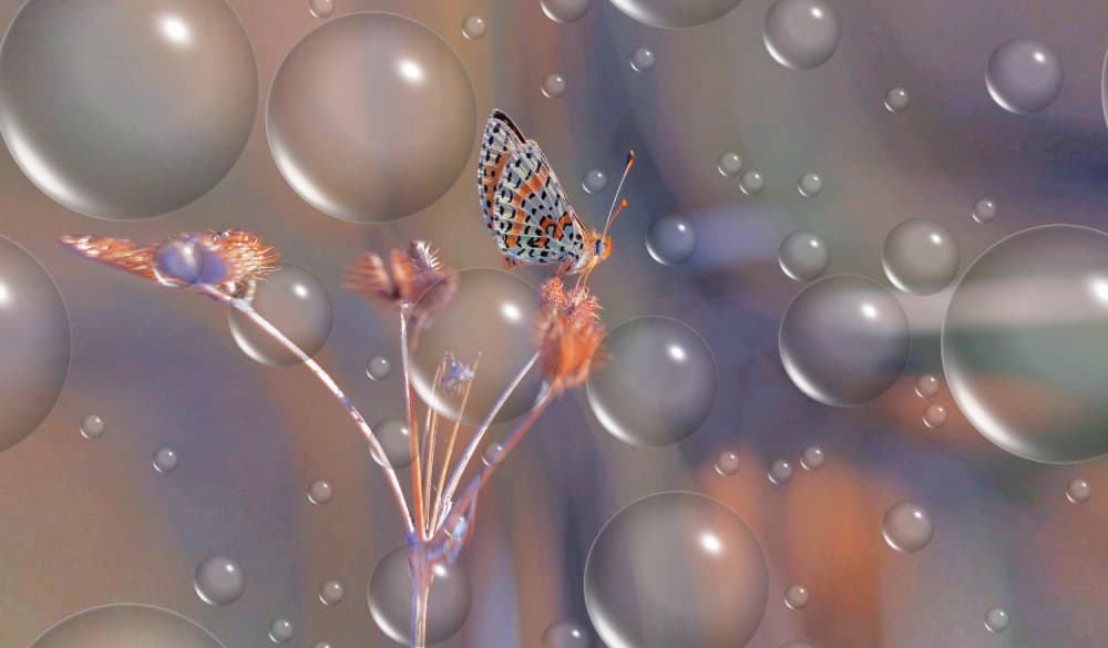 Dreamy Butterfly Bubbles by Thierry Dufour — canvas wall art