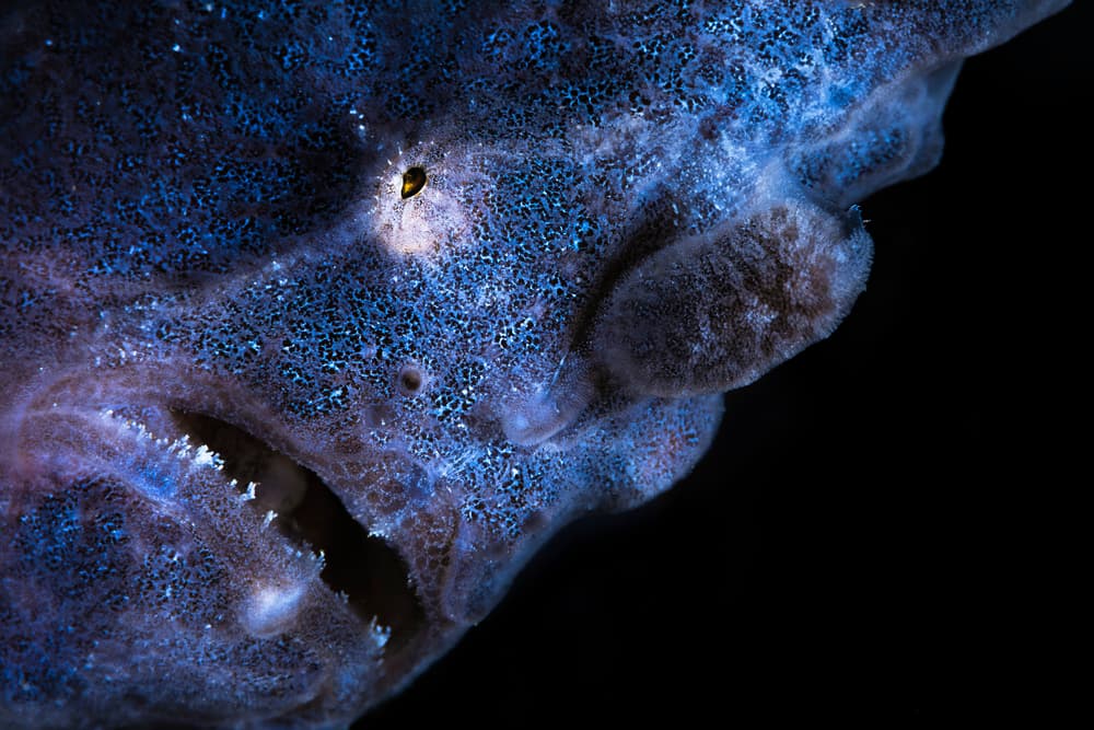 Electric Blue Frogfish by Barathieu Gabriel — canvas wall art