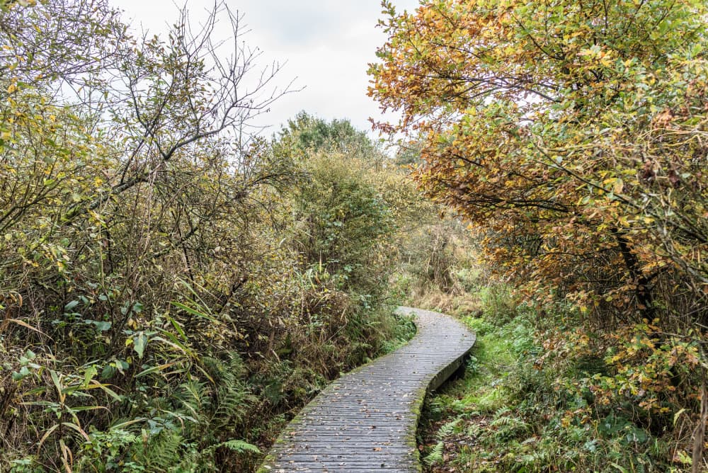 Winding Boardwalk Path by Photolovers — canvas wall art