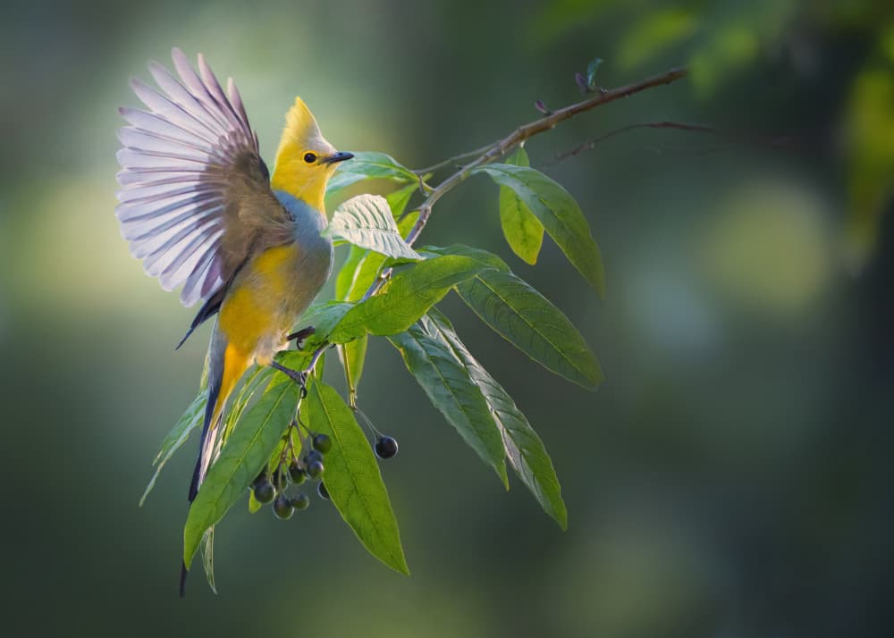 Vibrant Crested Bird Perched by Qing Zhao — canvas wall art