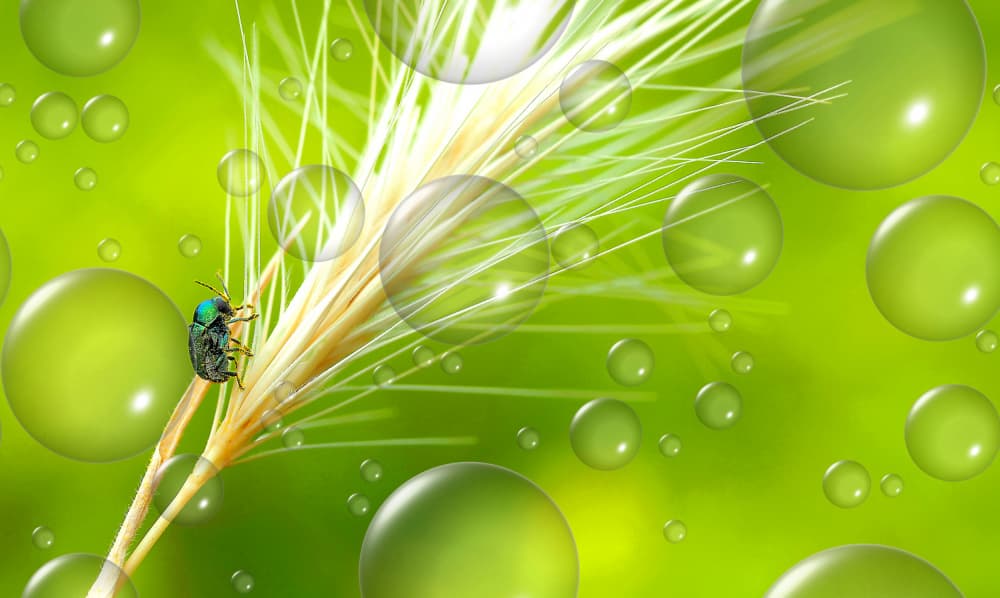 Green Beetle Nature Bubbles by Thierry Dufour — canvas wall art