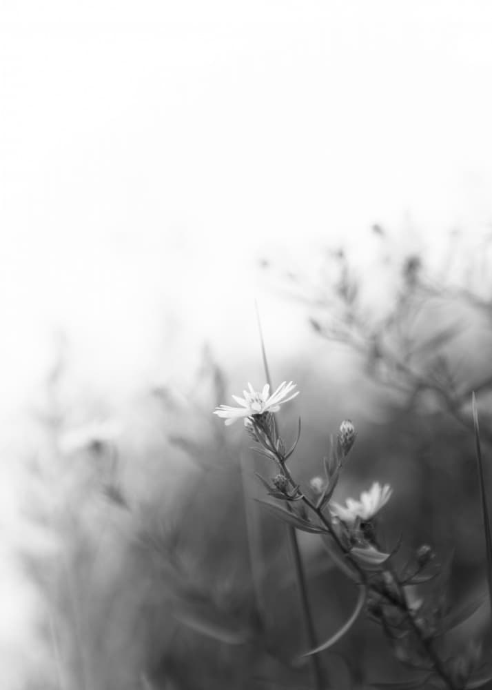 Soft Flower Serenity by Lynann Colligan — canvas wall art