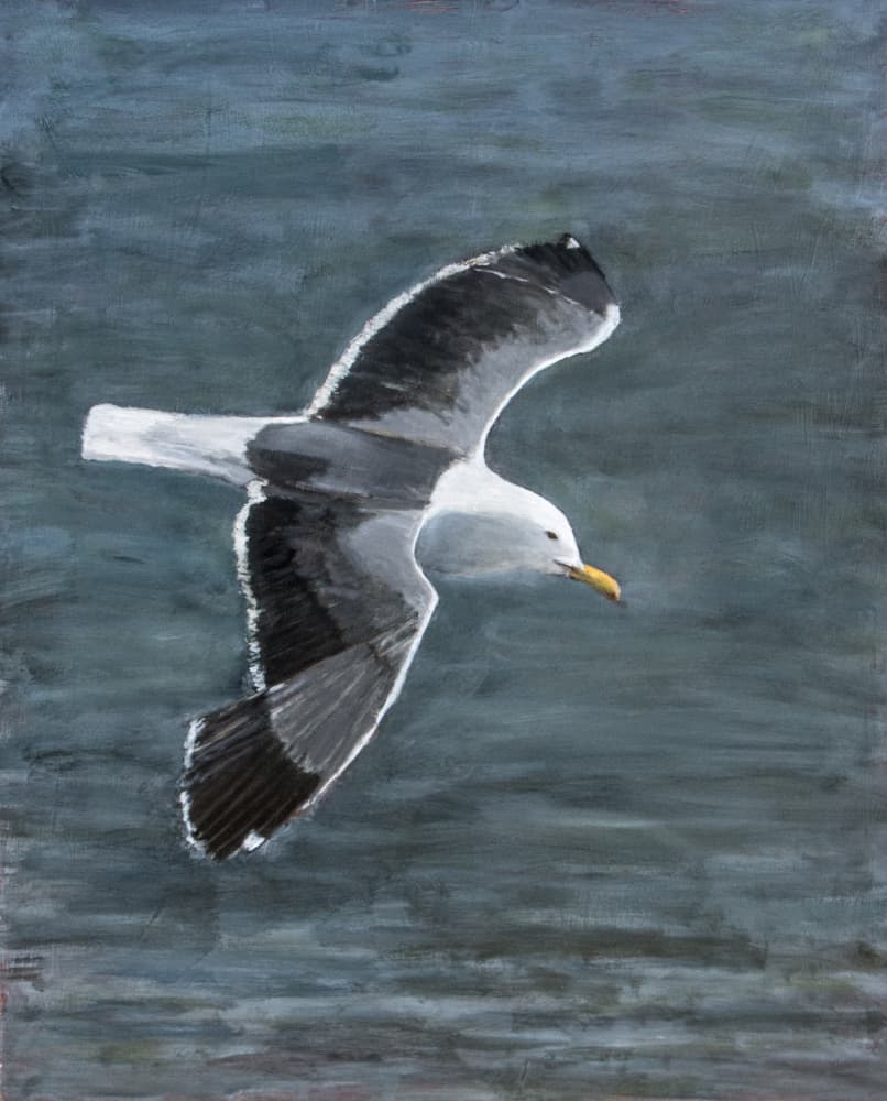 Seagull In Flight by Claire Lerner — canvas wall art