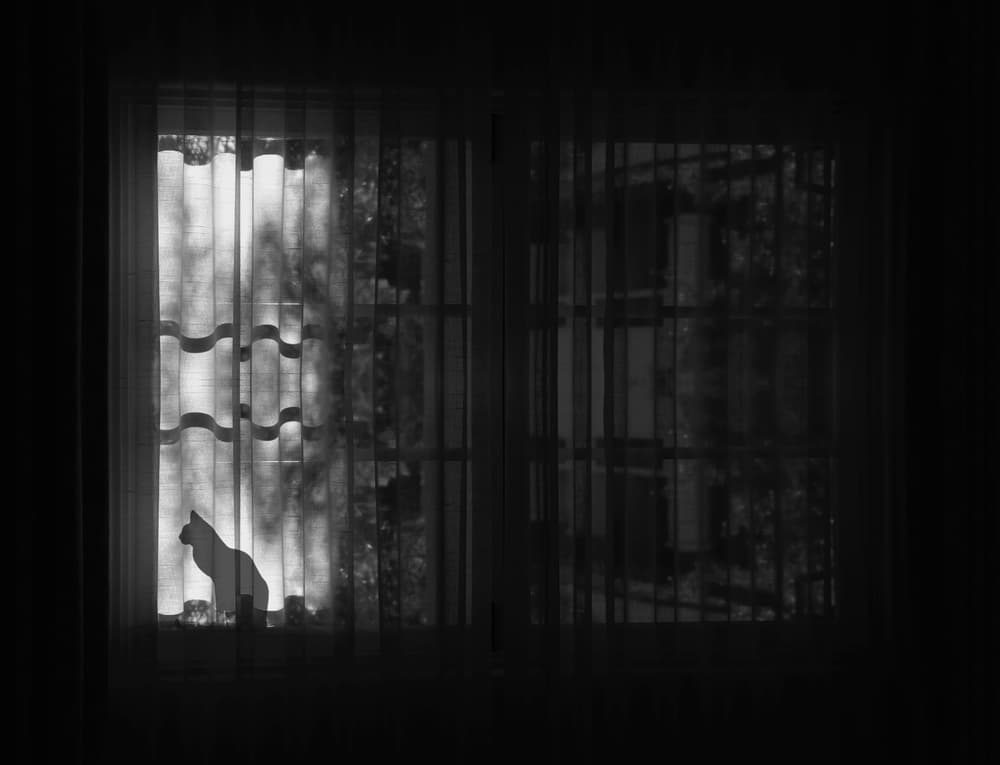 Peaceful Cat at Window by Roxana Labagnara — canvas wall art