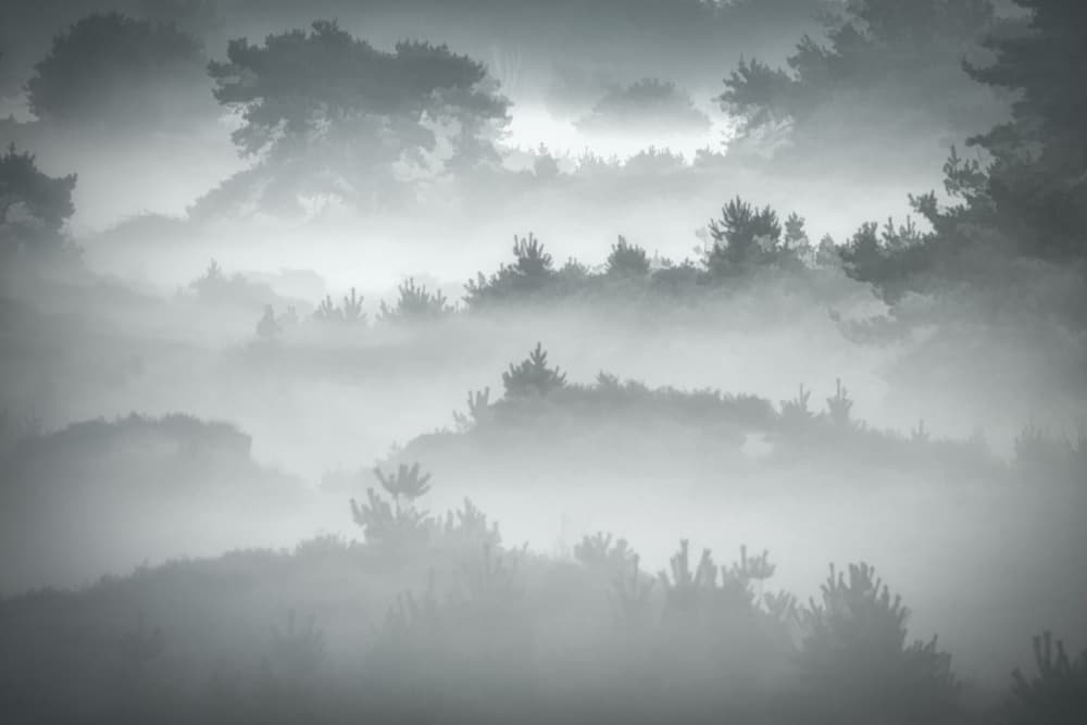 Foggy Forest Landscape by Piet Haaksma — canvas wall art