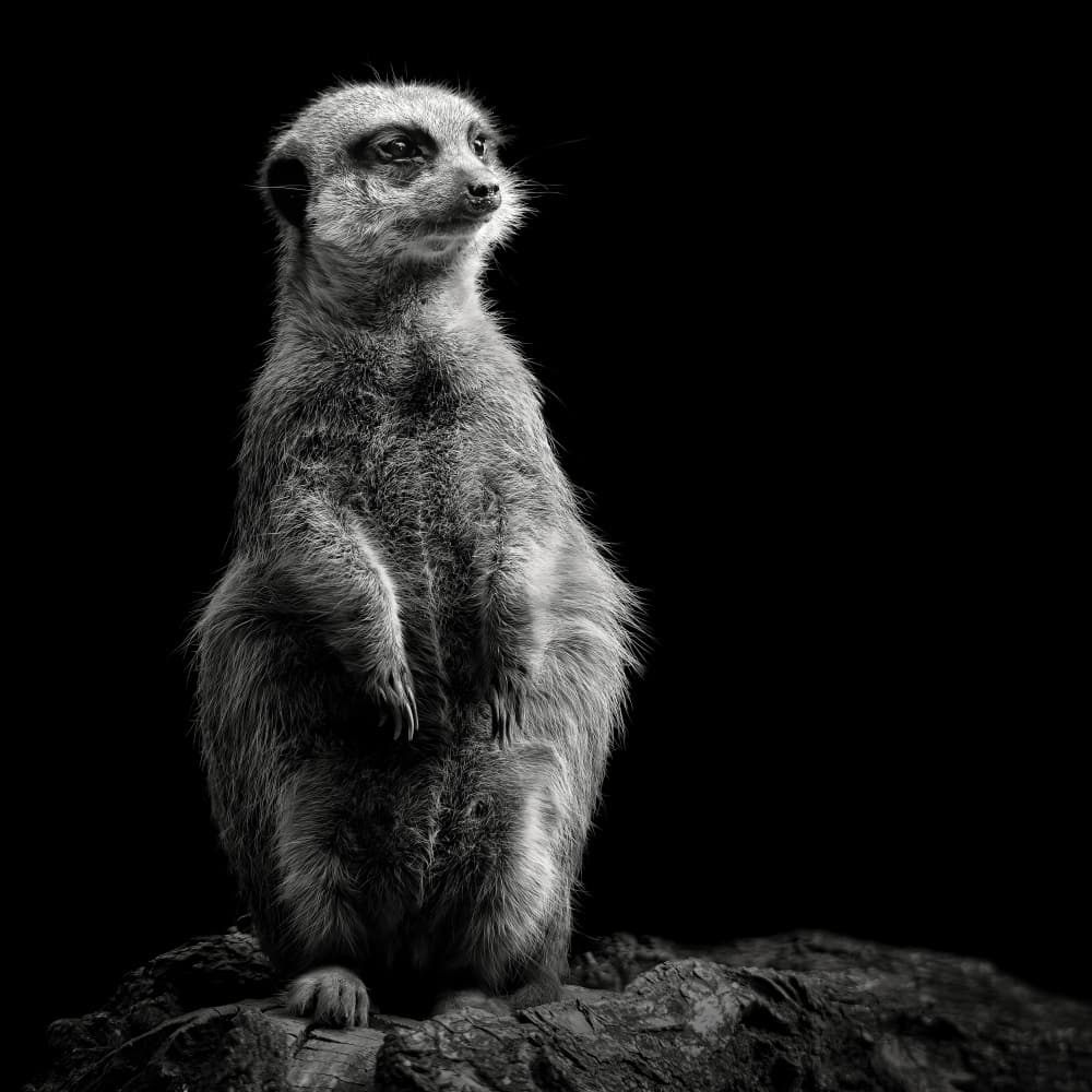 Meerkat Sentry by Christian Meermann — canvas wall art