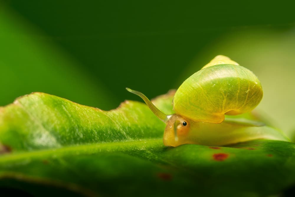 Green Snail on Leaf by MingLun Tsai (蔡明倫) — canvas wall art