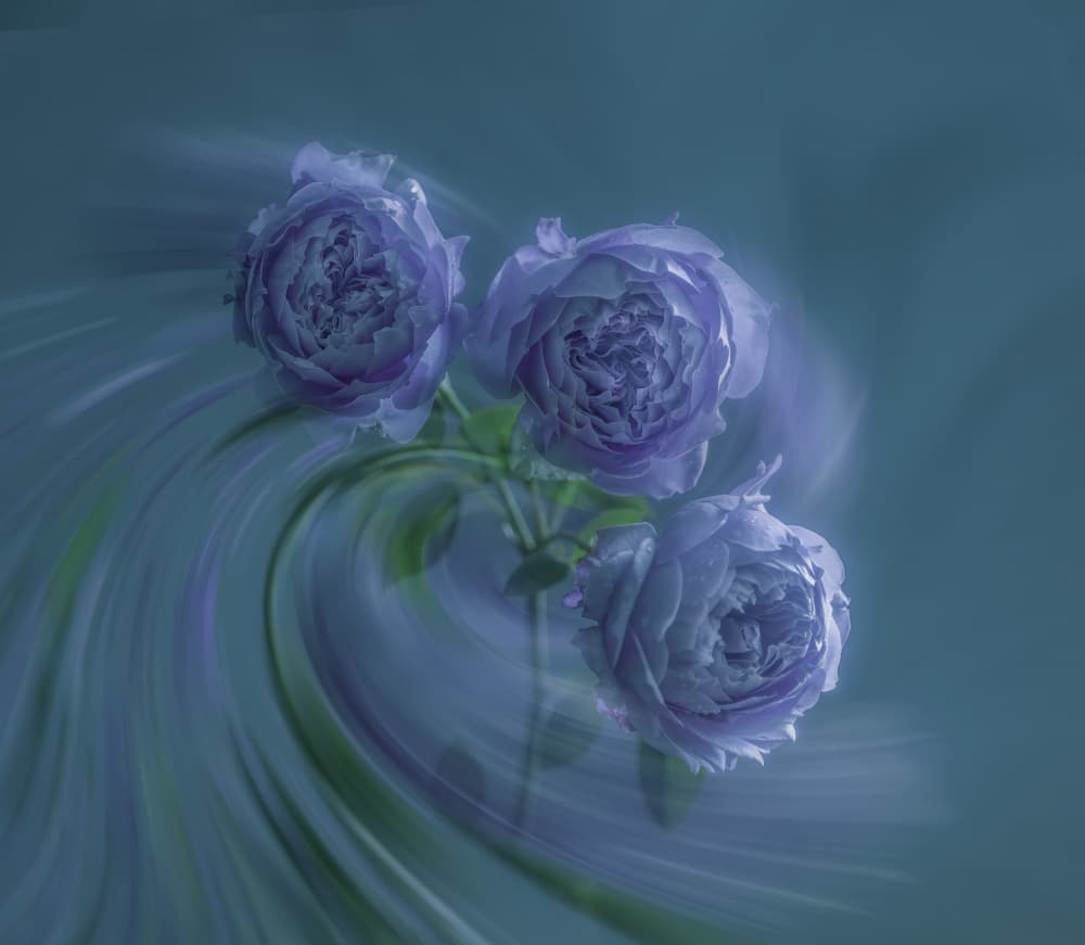 Swirling Lavender Roses by Judy Tseng — canvas wall art