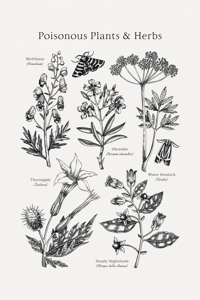 Poisonous Plant Study by Yevheniia Lytvynovych — canvas wall art