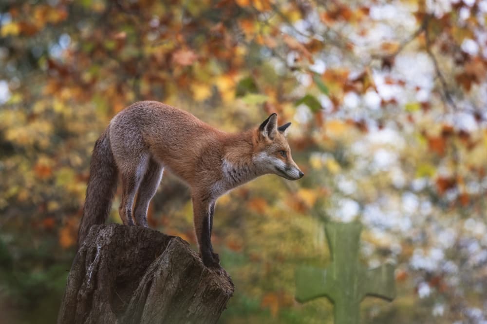 Red Fox Autumn Lookout by Andreea Selagea — canvas wall art