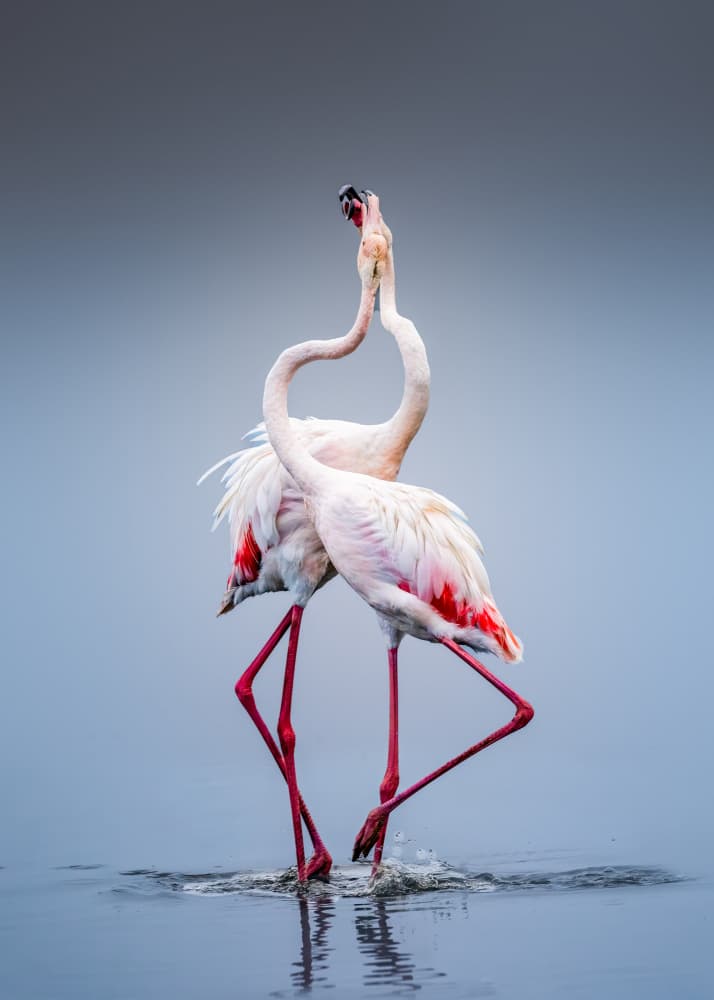 Pink Flamingo Embrace by Songhu Yan — canvas wall art