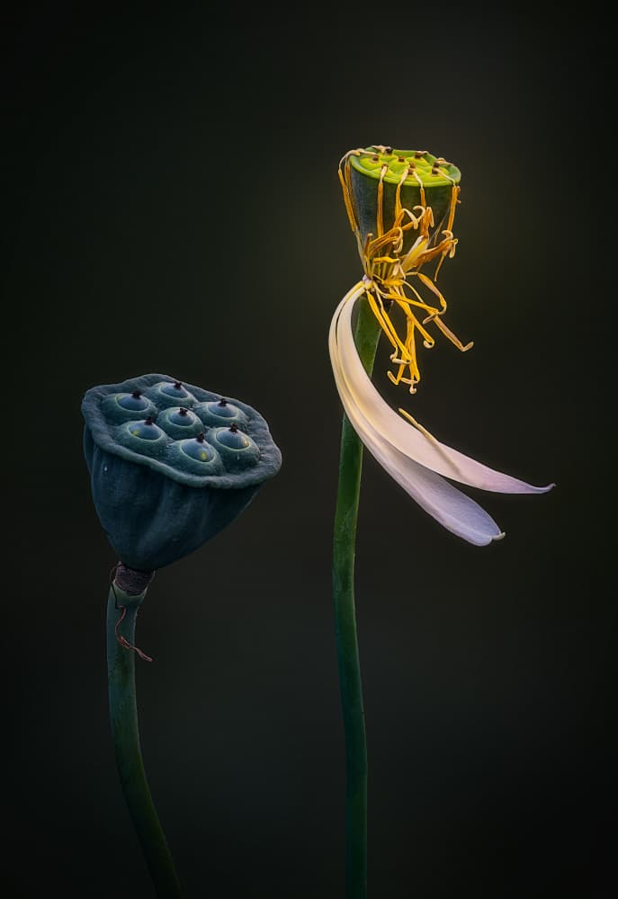 Lotus Seed Forms by Ben.C.L — canvas wall art