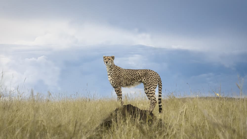 Majestic Cheetah on Savanna by Roberto Marchegiani — canvas wall art