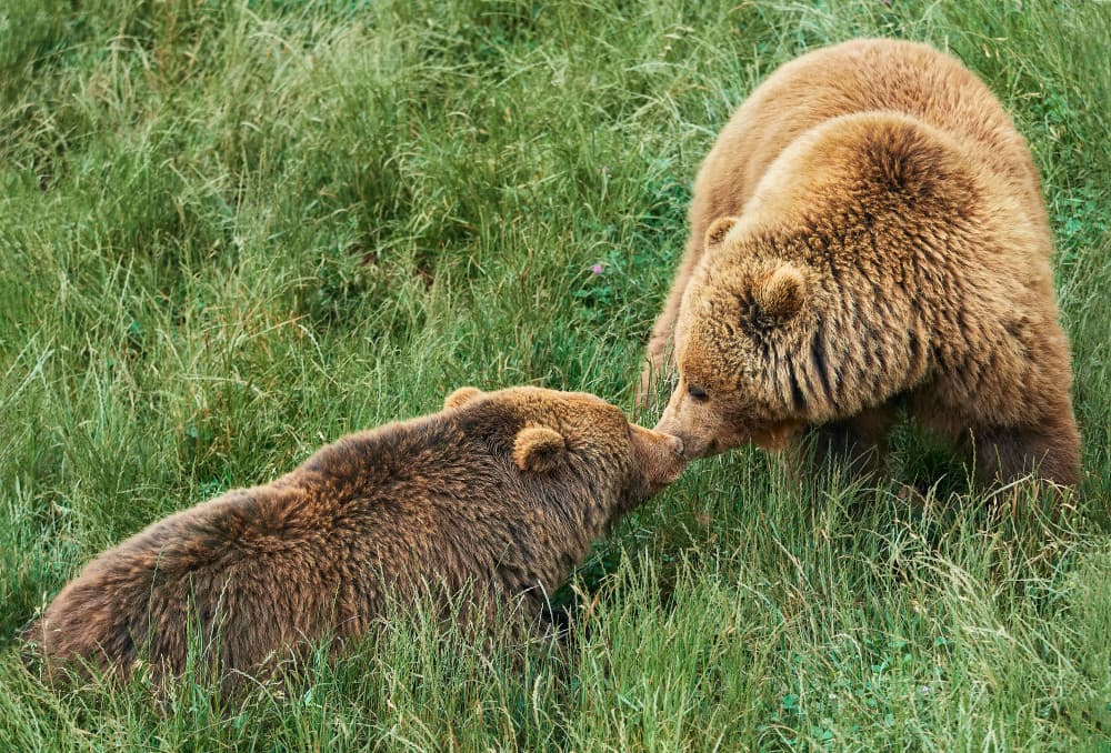 Bears Tender Moment by Helena GARCIA HUERTAS — canvas wall art