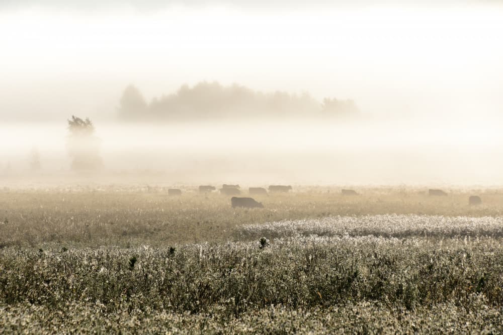 Misty Morning Cows by Christina Sillen — canvas wall art