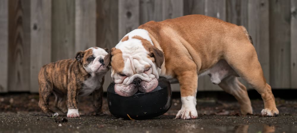 Playful Bulldog Duo by Gert van den Bosch — canvas wall art