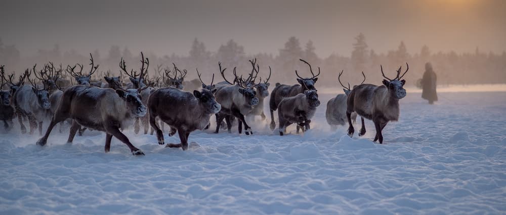 Arctic Reindeer Journey by Marcel Rebro — canvas wall art