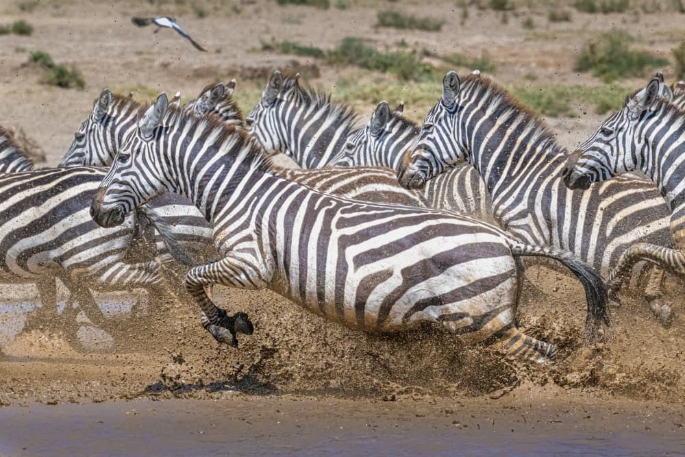 Wild Zebras Splashing by Jeffrey C. Sink — canvas wall art