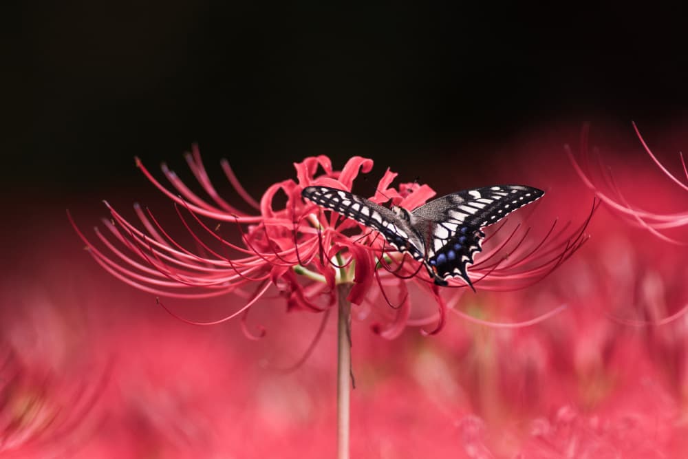 Butterfly On Red Lily by Takashi Suzuki — canvas wall art