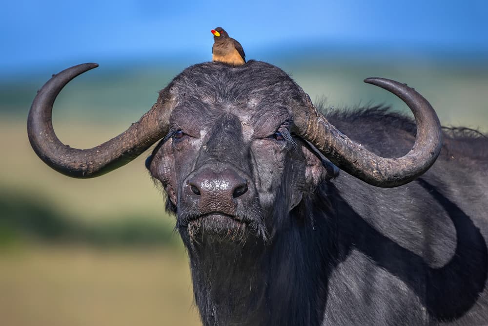 Cape Buffalo and Oxpecker by Xavier Ortega — canvas wall art