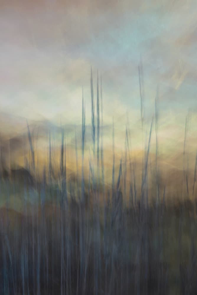 Serene Marsh Reeds by Christina Sillen — canvas wall art