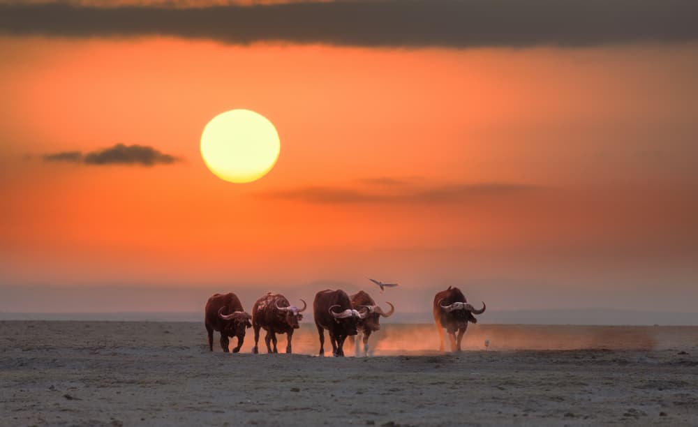 African Sunset Buffalo by Yuan Su — canvas wall art