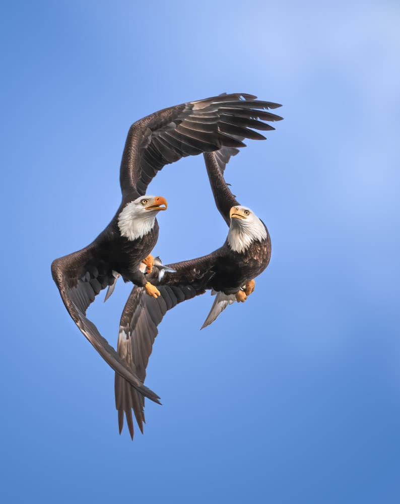 Regal Eagle Encounter by Ruiqing P. — canvas wall art