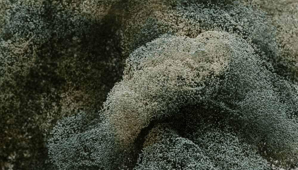 Muted Organic Texture by Javier Pardina — canvas wall art