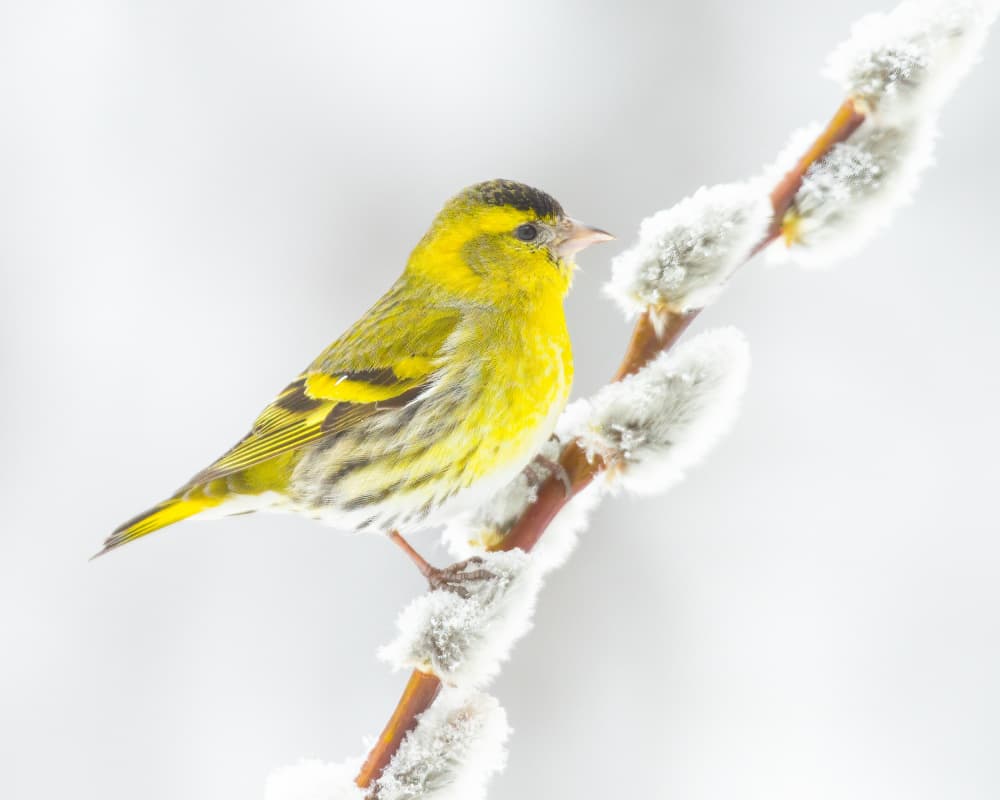 Yellow Siskin On Frosty Branch by Annie Keizer — canvas wall art