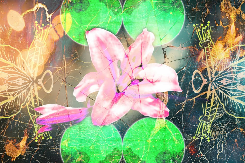 Ethereal Pink Lily by Rafal Kulik — canvas wall art