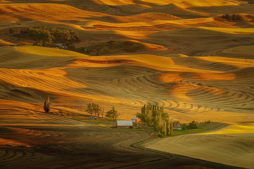 Golden Rolling Fields by Jacob (Jian) Xu — canvas wall art