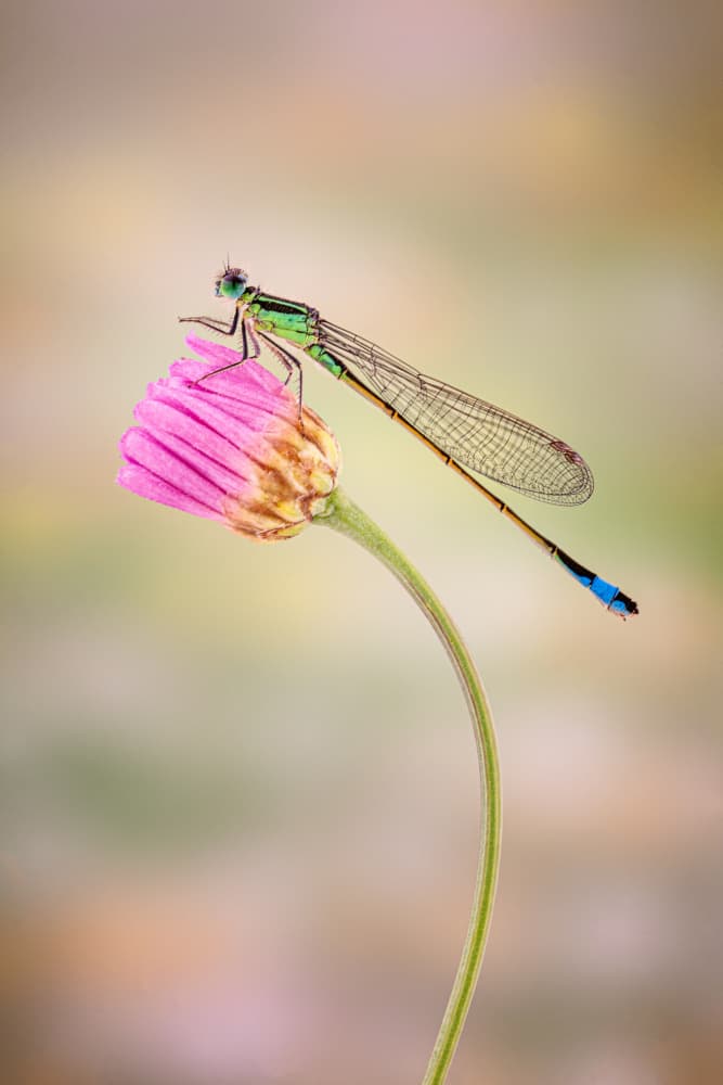 Delicate Damselfly on Bud by Gustavo Ribes — canvas wall art