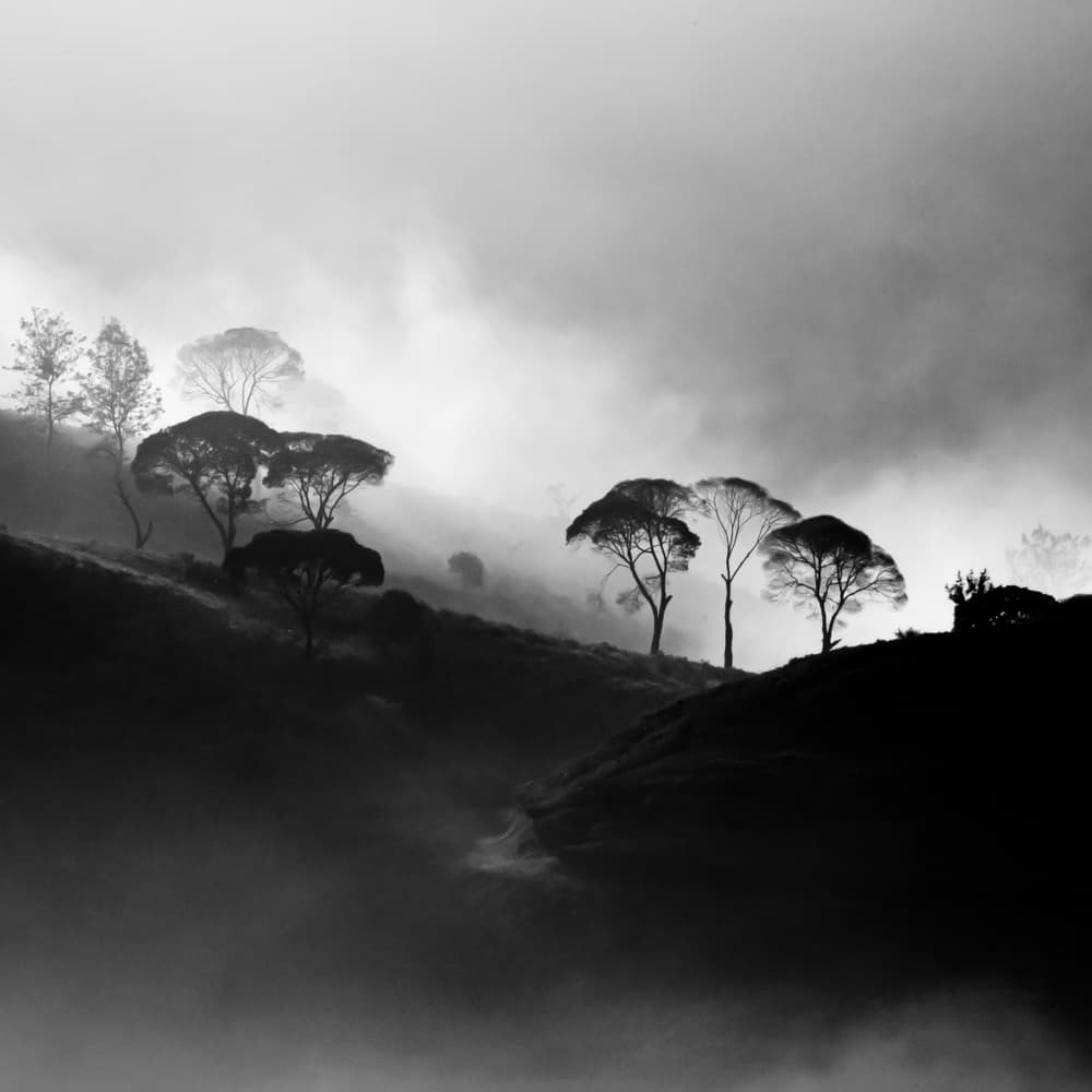 Dramatic Misty Trees by Gunarto Song — canvas wall art