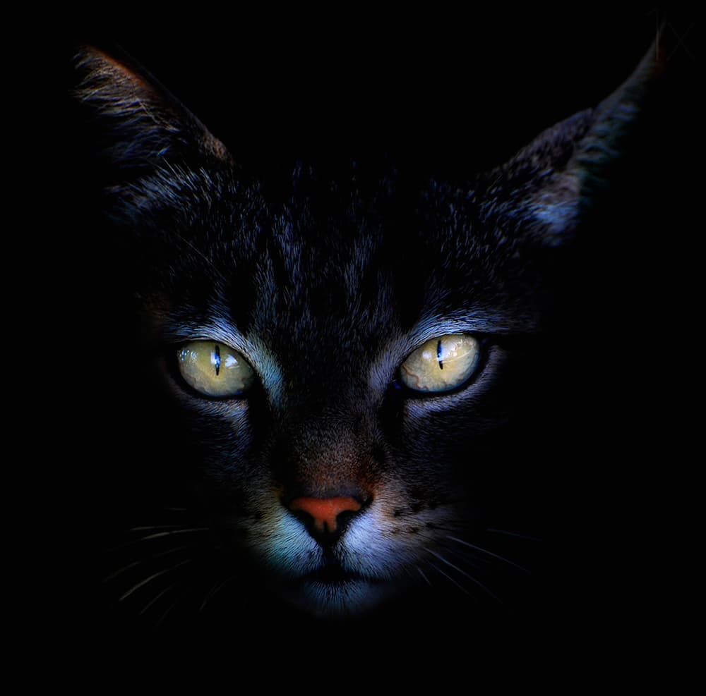 Mysterious Cat Eyes by Antonio Grambone — canvas wall art