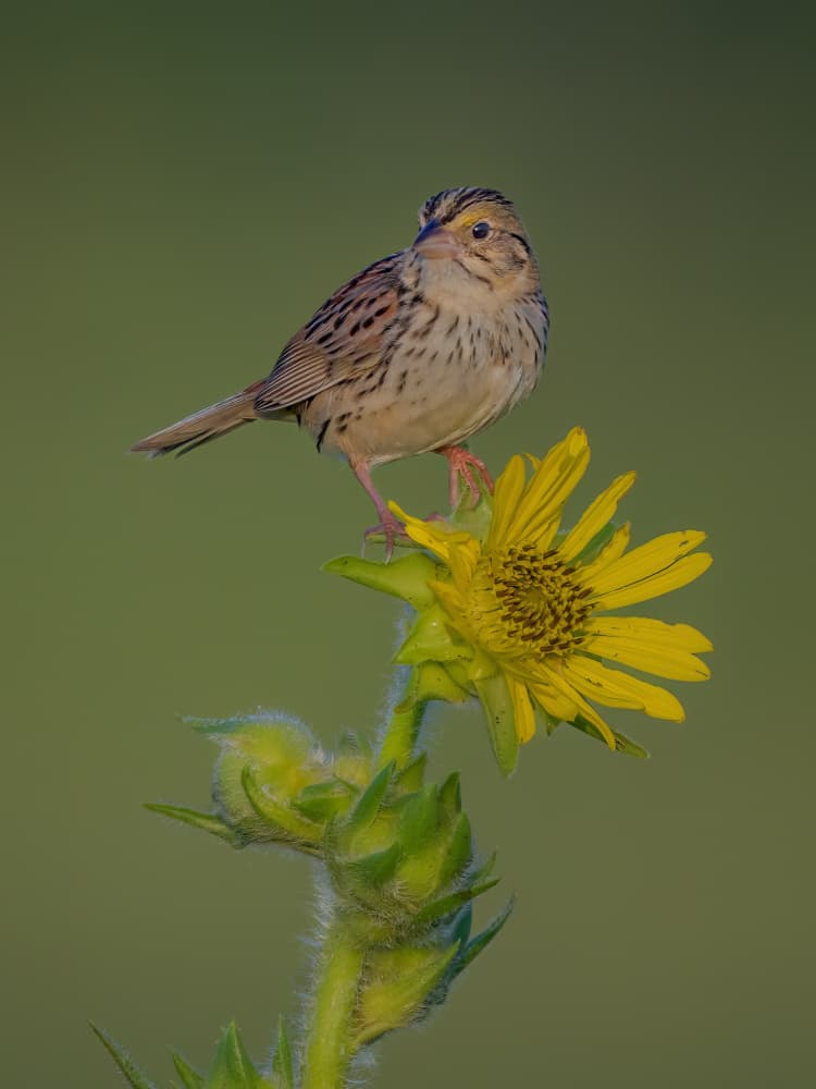 Bird on Yellow Flower by Jacob (Jian) Xu — canvas wall art