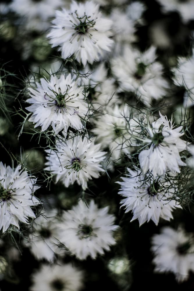 Whispering Blossoms by Shot by Clint — canvas wall art