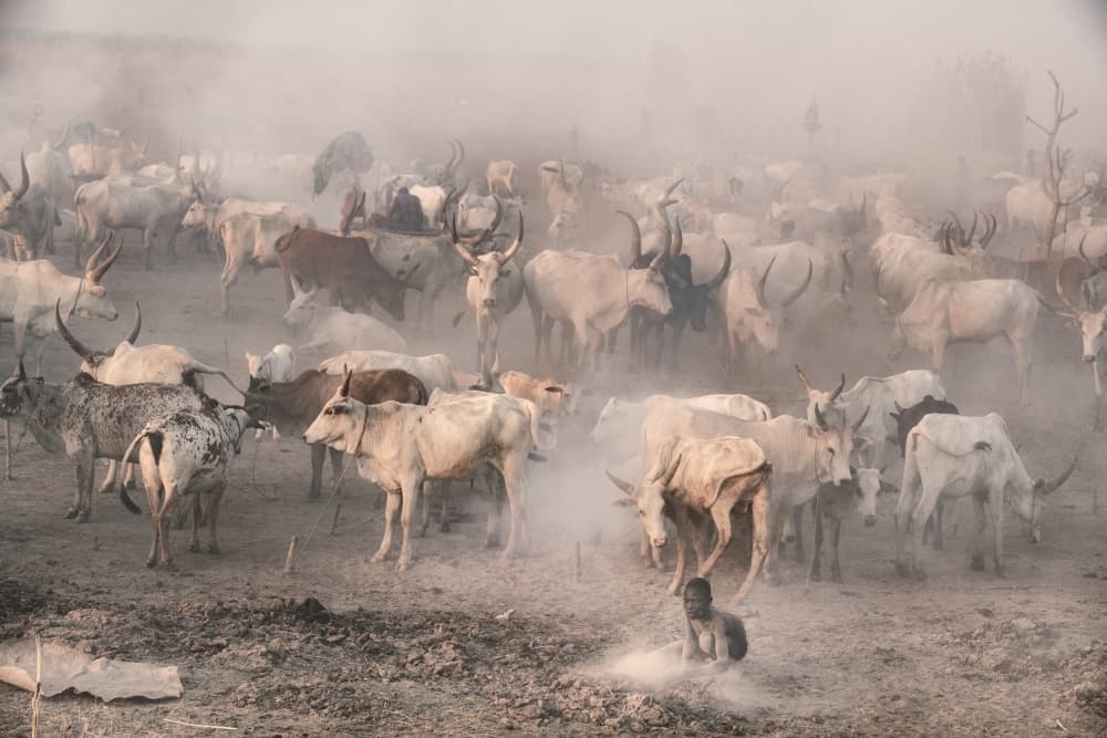 Dusty Cattle Herd by Trevor Cole — canvas wall art