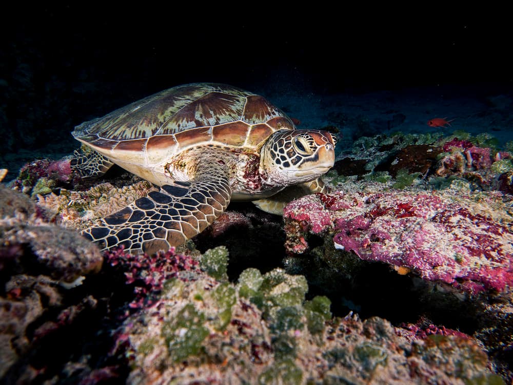 Green Sea Turtle Underwater by Ilan Ben Tov — canvas wall art