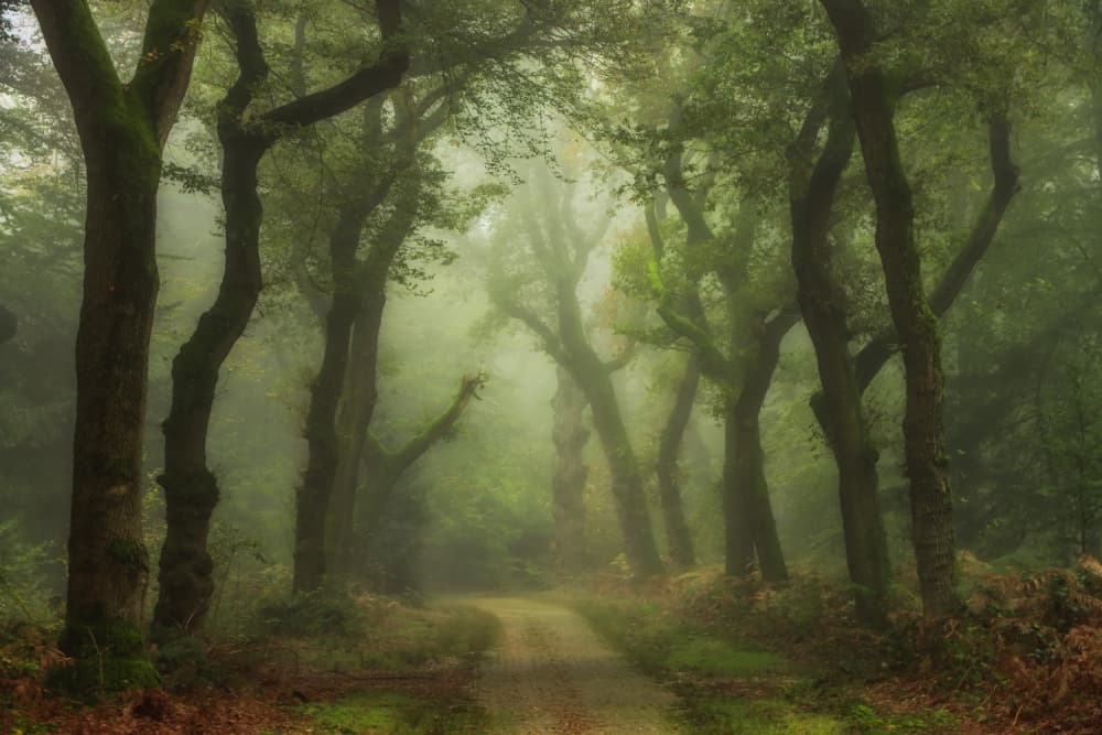 Misty Forest Path by Hilda van der Lee — canvas wall art