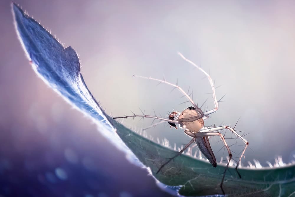 Spider On Glowing Leaf by Fauzan Maududdin — canvas wall art