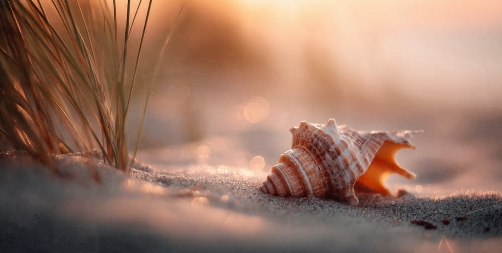 Golden Hour Seashell by Treechild — canvas wall art