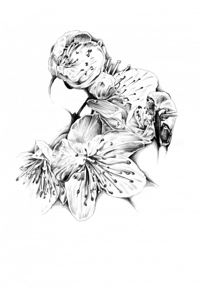 Cherry Blossom Drawing by Kulik — canvas wall art