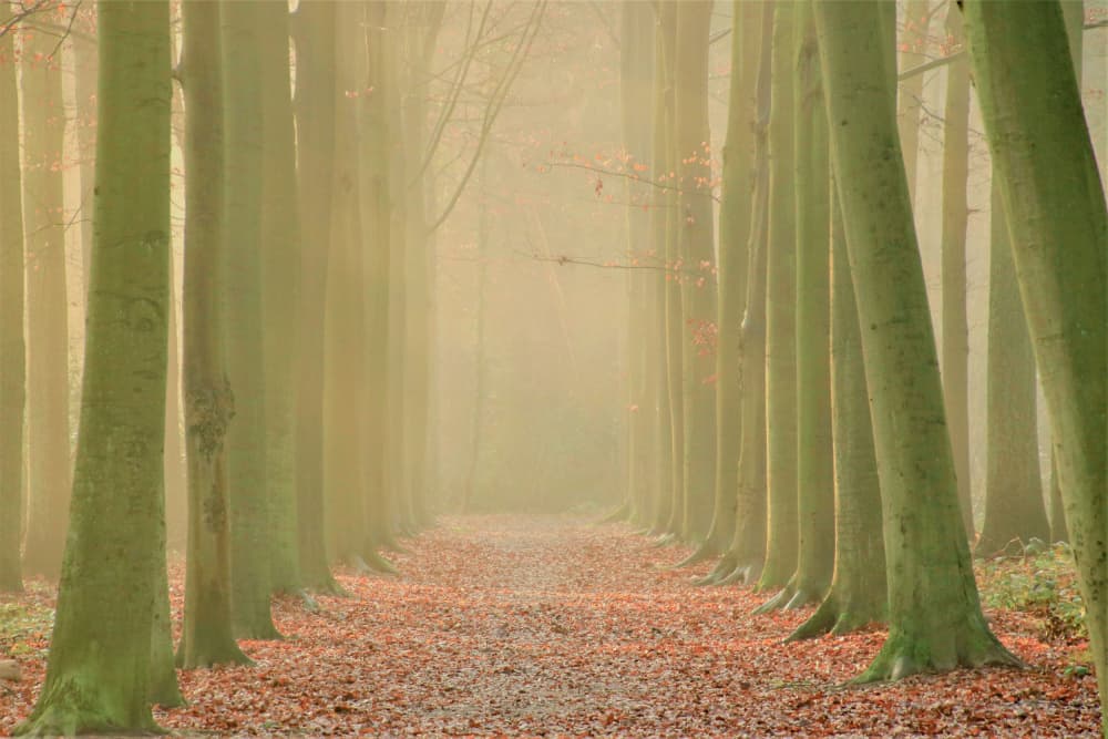 Misty Forest Path by Anke Sol — canvas wall art